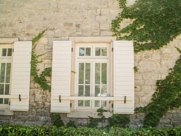 白い石の家の壁と窓に緑のツタ - 写真・画像