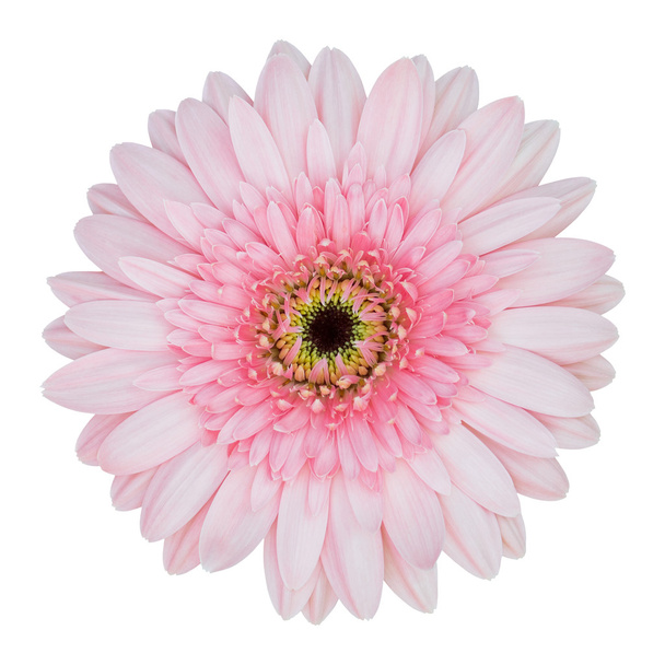 розовый цветок гербера изолирован на белом с обрезкой пути
 - Фото, изображение