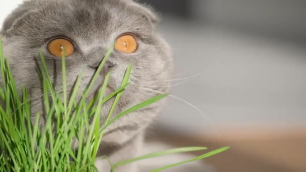 Close-up van een kat die vers gekiemde groene tarwe eet. Een huiskat eet spruiten van groen gras gekweekt in een bloempot. - Video