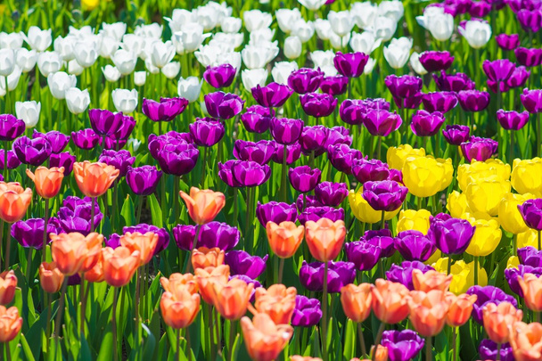 Güzel multi renk Lale çiçek alan - Fotoğraf, Görsel