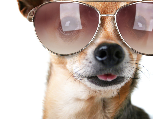 Chihuahua with sunglasses - Фото, изображение