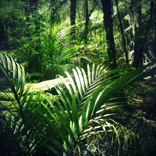 джунглі
 - Фото, зображення