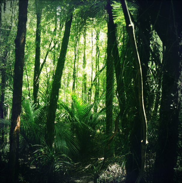 Jungle - Foto, afbeelding