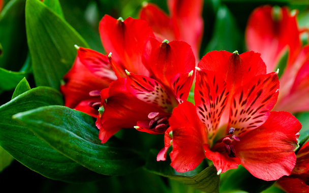Alstroemeria rote Blüten mit grünen Blättern - Foto, Bild