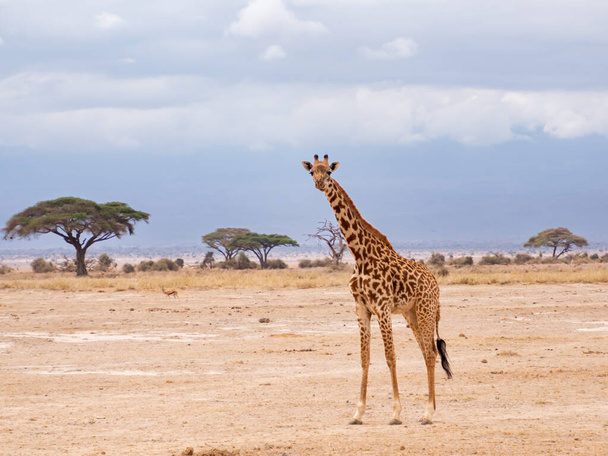 Maasai Giraffe has distinctive, irregular, jagged, star-like blotches. Giraffa camelopardalis tippelskirchi or Giraffa tippelskirchi also called Kilimanjaro giraffe. Masai Mara National Park, Kenya - Fotó, kép