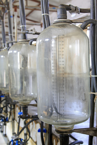 Milchspeicher aus Glas in einer Melkhalle - Foto, Bild