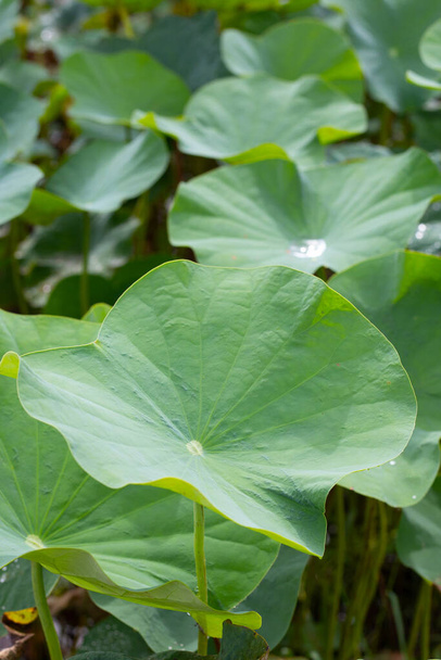 Green leaves of lotus flower - Photo, Image