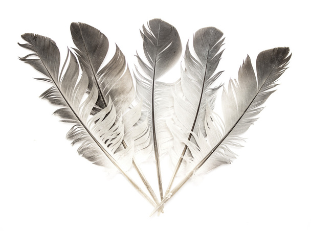 Feather of a bird on a white - Zdjęcie, obraz