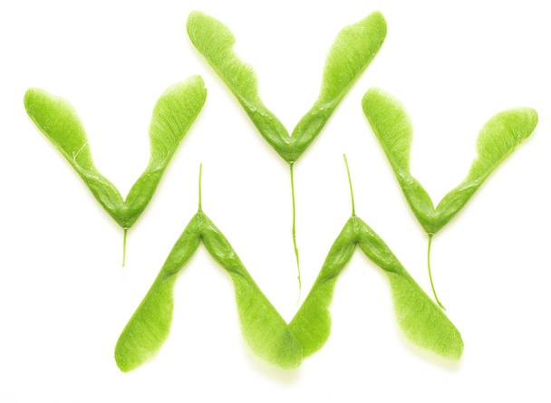 Зелений Кленовий насіння
 - Фото, зображення