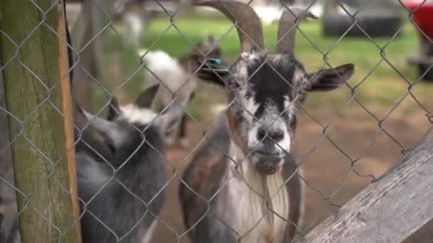 kecskék rács mögött az állatkertben. - Felvétel, videó