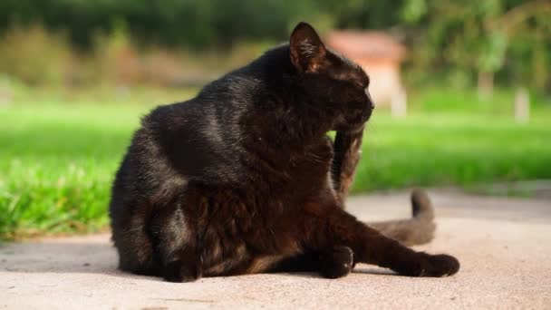 Un gatto nero si lecca le labbra da vicino su uno sfondo di erba verde. Gattino lecca tra le dita delle zampe posteriori, tempo soleggiato in una calda giornata primaverile, movimento della fotocamera liscia. Alta qualità FullHD - Filmati, video