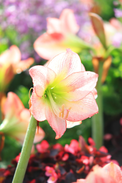 eine schöne Stern Lilie Blume - Foto, Bild
