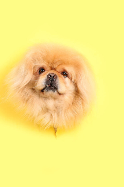 Мила пухнаста собака дивиться з отвору в жовтому папері
 - Фото, зображення