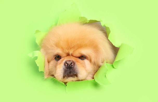 Mignon chien moelleux regardant hors du trou dans le papier vert déchiré - Photo, image