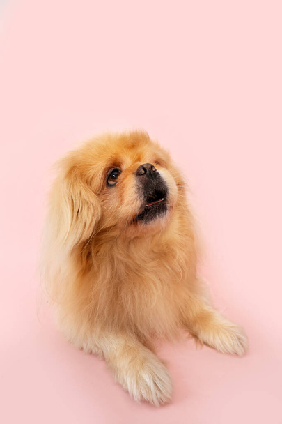Χαριτωμένο χνουδωτό σκυλί σε ροζ φόντο - Φωτογραφία, εικόνα