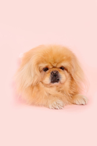 Aranyos bolyhos kutya rózsaszín háttér - Fotó, kép