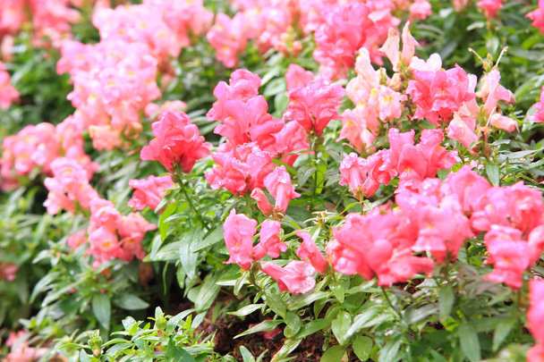 Fleurs roses d'Antirrhinum
 - Photo, image