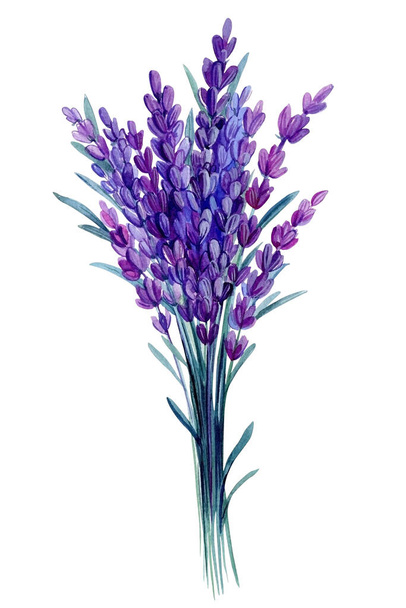 Лаванда акварель. Набор фиолетовых полевых цветов на изолированном белом фоне, иллюстрация акварелью. Высокое качество иллюстрации - Фото, изображение
