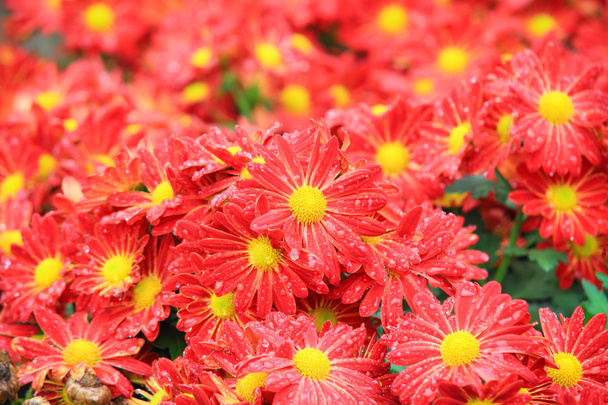 Kırmızı krizantem Çiçek bahçesinde çiçek yatak - Fotoğraf, Görsel