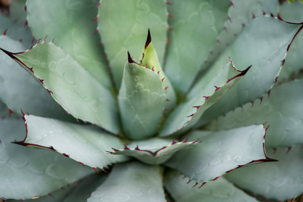 Close up of green Echeveria. Plant species of succulents. - Photo, image
