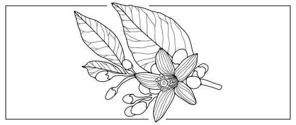 Zwart-witte vector illustratie met bloem, takken en bladeren. Illustratie voor kleurboeken, omslagen, decor, ansichtkaarten en presentaties - Vector, afbeelding