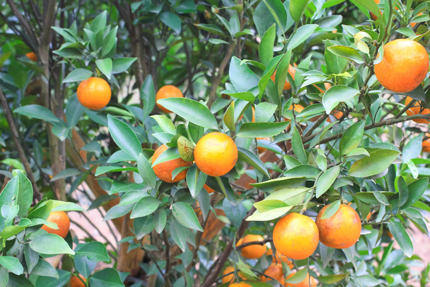 Orange plantation in chiangmai thailand - Photo, Image