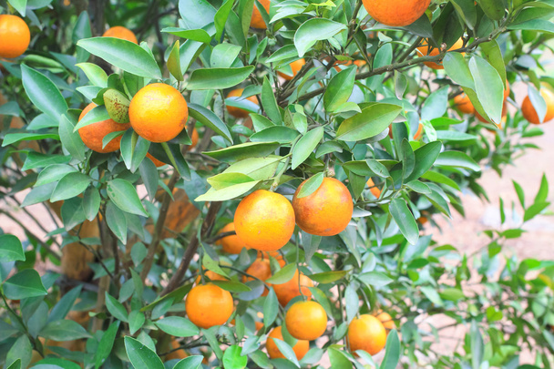 Plantación de naranjas en Chiangmai Tailandia
 - Foto, Imagen