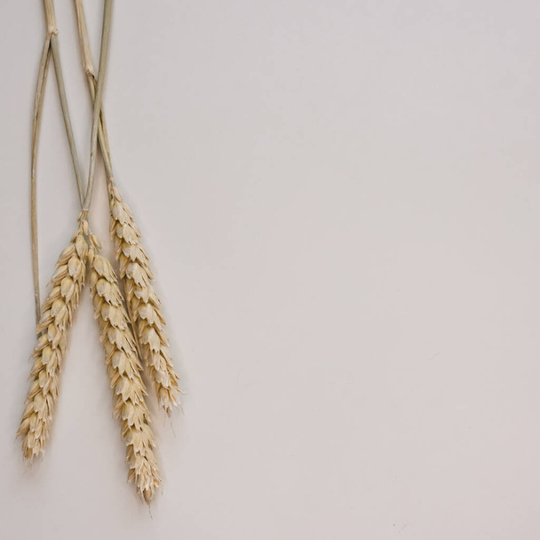 Three ears of wheat. Dried plants. A symbol of well-being, fertility and life. Ukrainian symbol. Nutritious grain. Three ears of yellow wheat on a light background. - Fotografie, Obrázek