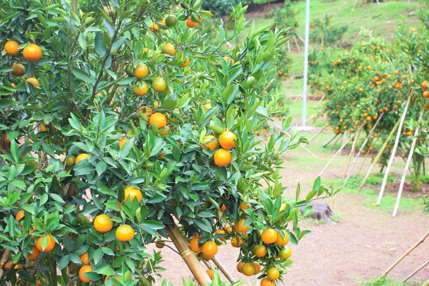 Оранжевая плантация в Таиланде
 - Фото, изображение