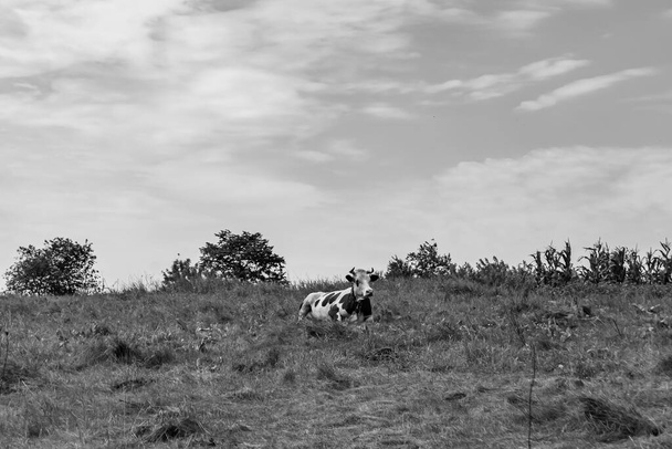 Фотография на тему красивая большая молочная корова пасется на светлом лугу под ясным небом, фото состоит из молочной коровы с длинным хвостом едят солому на лугу, молочная корова в травяном лугу для вкусной белой жидкости - Фото, изображение