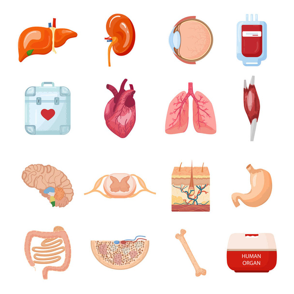 Donate organs icons set cartoon vector. Human donor. Medical time - Wektor, obraz