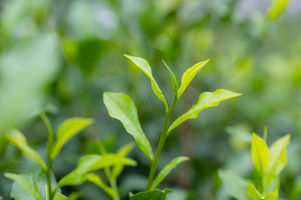 Close up of the green tea tree - Foto, Imagen