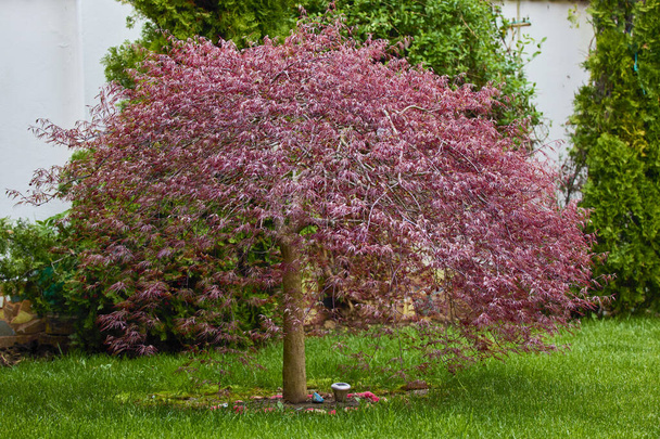 Зображення (Acer Palmatum) в саду на зеленому газоні навесні. - Фото, зображення