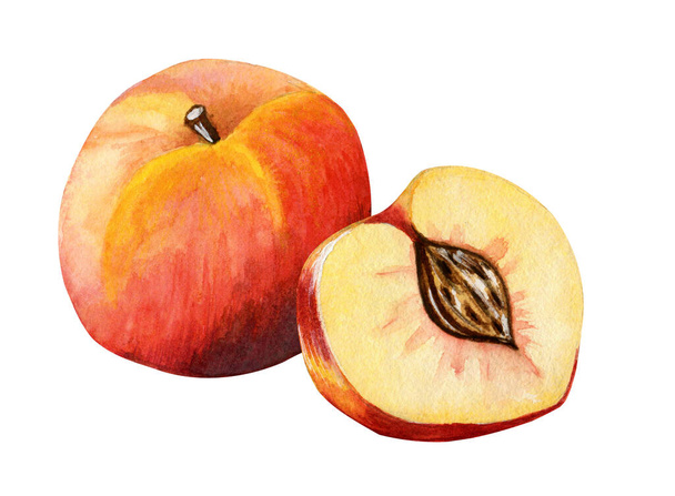 Watercolor peach on white background. Half a peach - Photo, Image