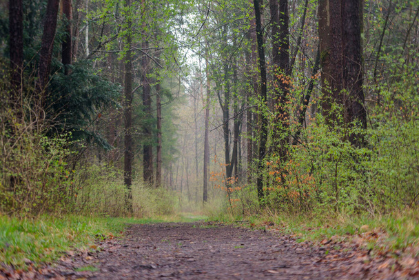 Light haze over a lonely forest path between trees in Siebenbrunn near Augsburg - Photo, Image