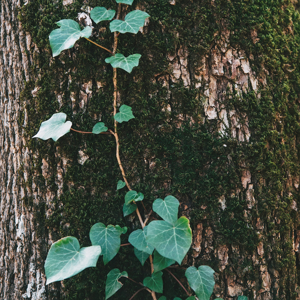 Baumstamm mit grünen Blättern - Foto, Bild