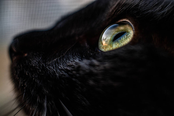 κοντινή φωτογραφία μαύρης γάτας - Φωτογραφία, εικόνα