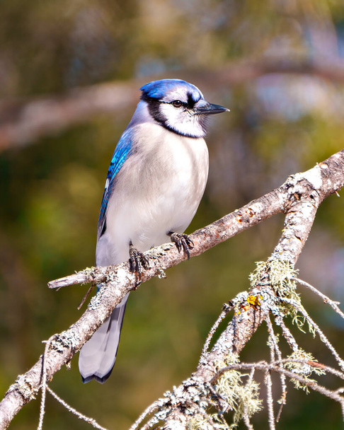 Blue Jay close-up side view perched on a tree branch with a forest blur background in its environment and habitat surrounding. Jay Picture. - Foto, imagen