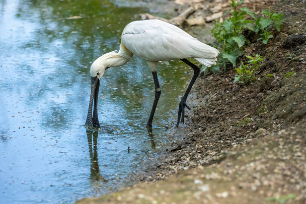 The Eurasian spoonbill (Platalea leucorodia), or common spoonbill, is a wading bird of the ibis and spoonbill family Threskiornithidae - Photo, Image