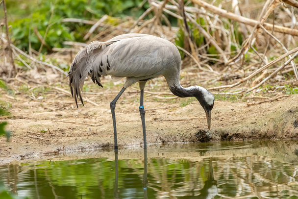 The common crane (Grus grus), also known as the Eurasian crane, is a bird of the family Gruidae, the cranes. - Valokuva, kuva