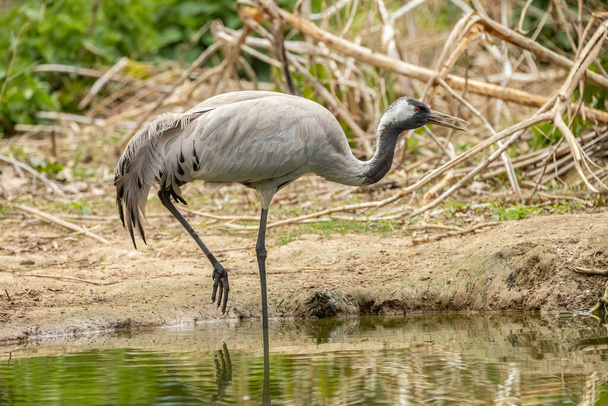 The common crane (Grus grus), also known as the Eurasian crane, is a bird of the family Gruidae, the cranes. - Foto, imagen