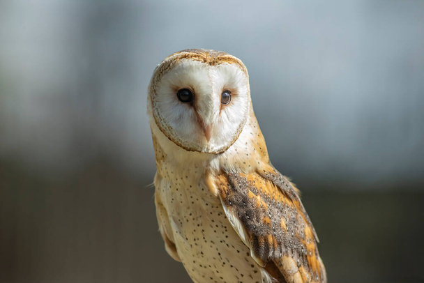 The barn owl (Tyto alba) is the most widely distributed species of owl in the world and one of the most widespread of all species of birds, being found almost everywhere except for the polar and desert regions - 写真・画像