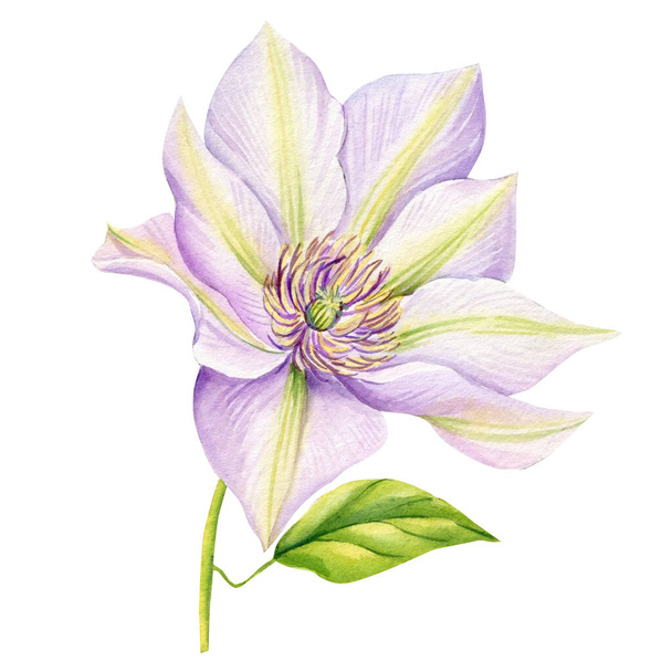 Watercolor clematis, light pink flower on a white background. Botanical illustration hand drawing. High quality illustration - Фото, изображение