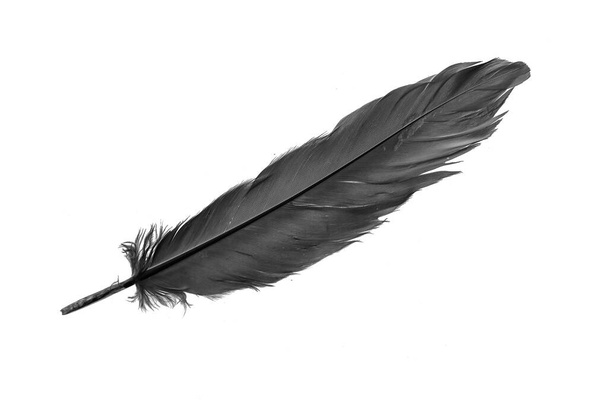 black goose feather on a white isolated background - 写真・画像