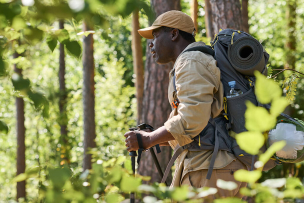 Vista lateral del hombre afroamericano maduro con mochila y bastones de trekking moviéndose hacia adelante a lo largo de los pinos durante el viaje de caminata - Foto, Imagen