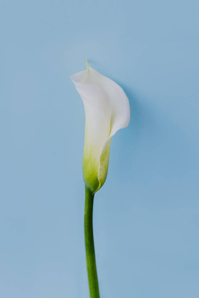 Beautiful white Calla Lily flower on a light blue background. Place for text. - Foto, afbeelding