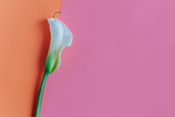 Pembe ve şeftalili pastel arka planda güzel beyaz bir Calla Lily çiçeği. Düz yatıyordu. Metin için yer. - Fotoğraf, Görsel
