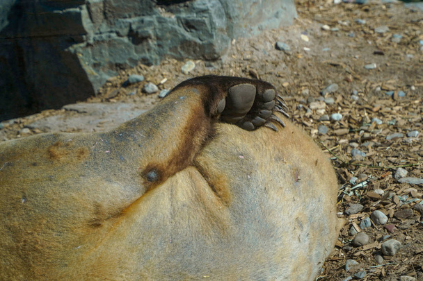 griffe détail de l'ours Central Park New York Etats-Unis - Photo, image