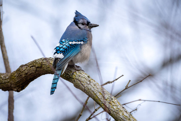 A Bluejay Perched on a Branch against a white winter background. - Фото, изображение