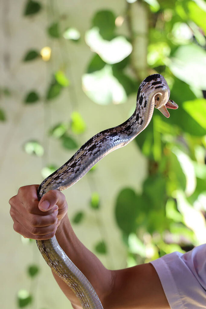 Close up Rat snake on hand asia man  - Photo, Image